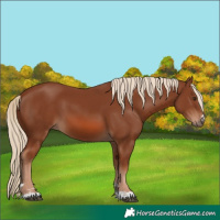Horse Color:Chestnut 