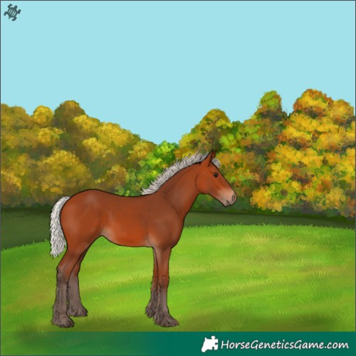 Horse Color:Silver Bay 