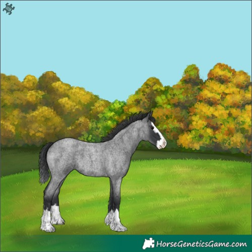Horse Color:Blue Roan Splash