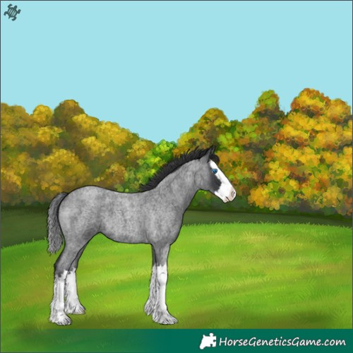 Horse Color:Blue Roan Splash 