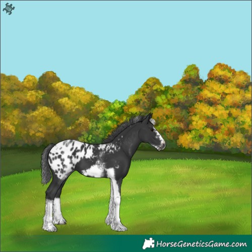 Horse Color:White Spotted Black Splash Tobiano Frame Appaloosa