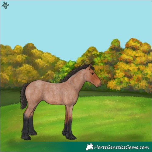 Horse Color:Bay Roan 
