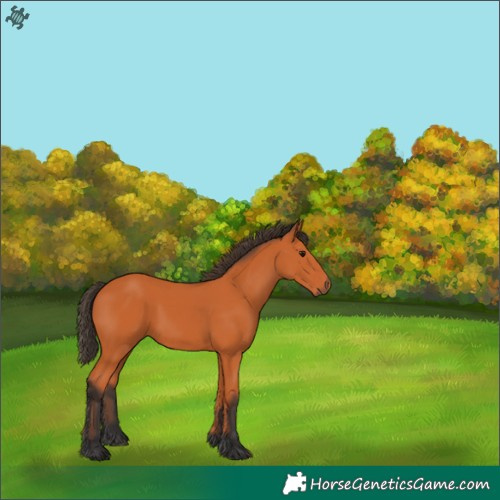 Horse Color:Bay 