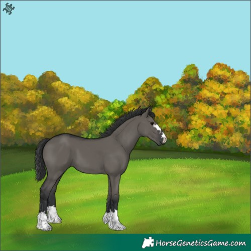 Horse Color:Grullo 