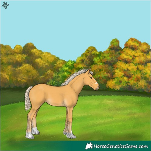 Horse Color:Palomino 