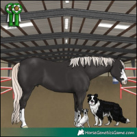 Horse Color:Liver Chestnut Mushroom 