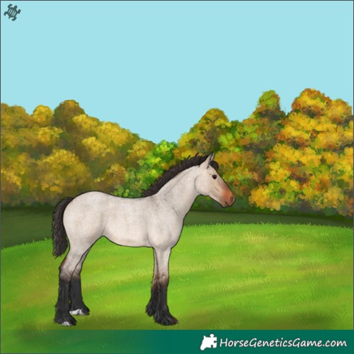 Horse Color:Bay Roan Dun 
