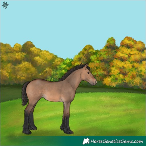 Horse Color:Bay Dun 