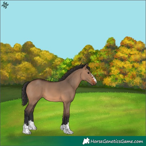Horse Color:Brown Dun