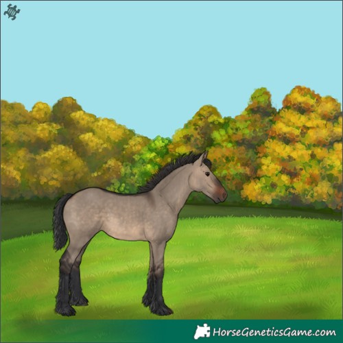Horse Color:Brown Dun 