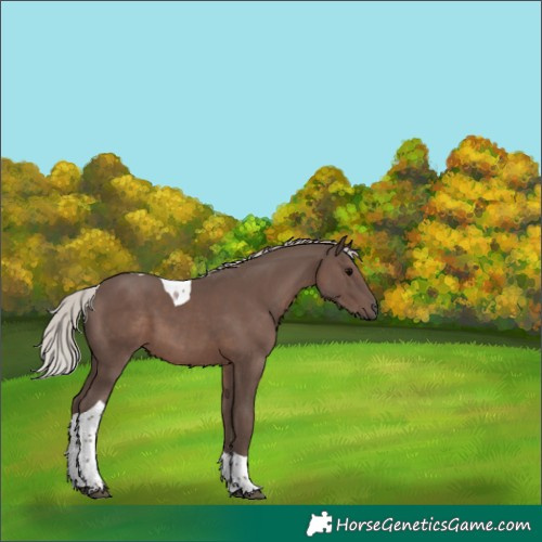 Horse Color:Silver Black Tobiano 