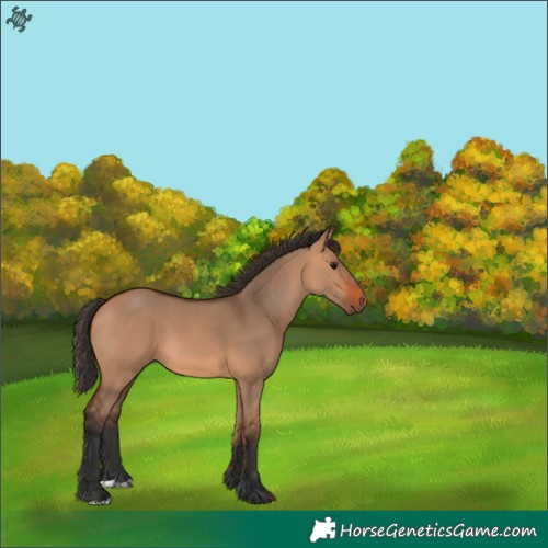 Horse Color:Bay Dun