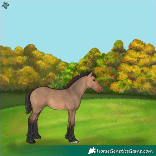 Horse Color:Bay Dun
