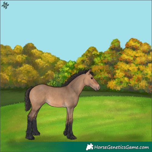 Horse Color:Bay Dun