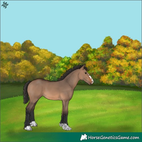 Horse Color:Brown Dun 