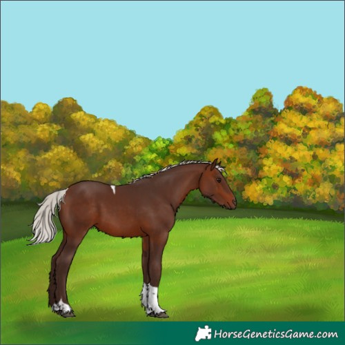 Horse Color:Silver Brown Tobiano 