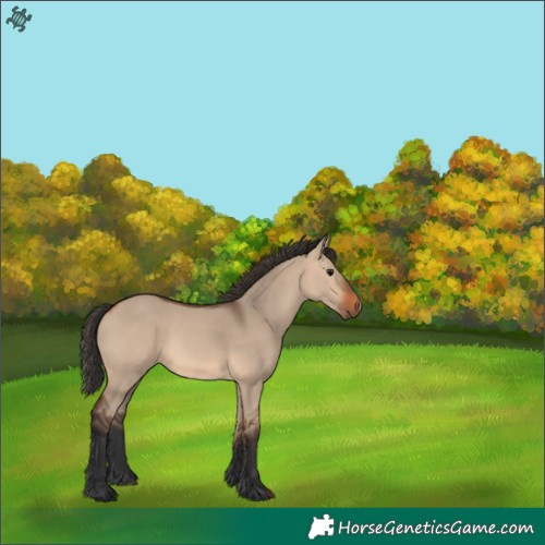 Horse Color:Bay Dun 