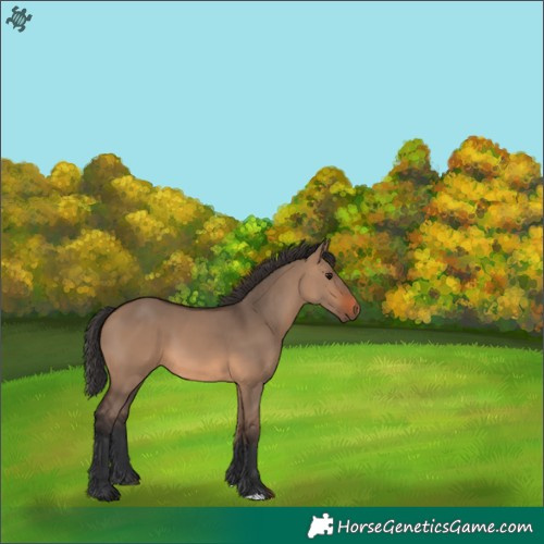 Horse Color:Brown Dun 