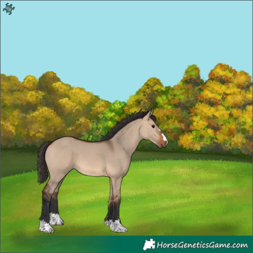 Horse Color:Bay Dun 