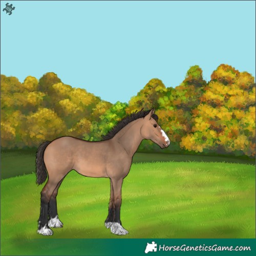 Horse Color:Bay Dun 