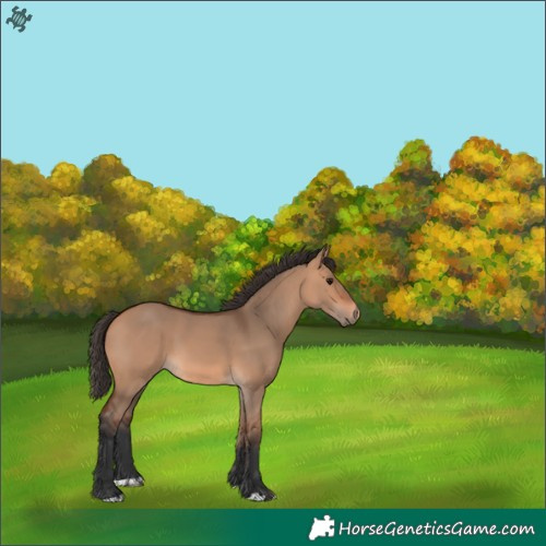 Horse Color:Bay Dun 