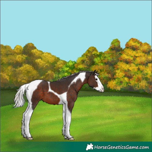 Horse Color:Silver Brown Splash Tobiano 