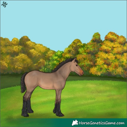 Horse Color:Bay Dun 
