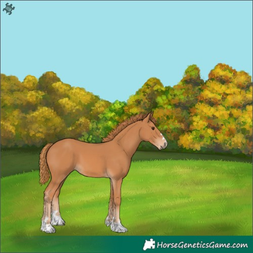 Horse Color:Chestnut 