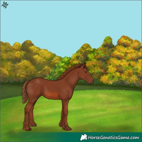 Horse Color:Chestnut 