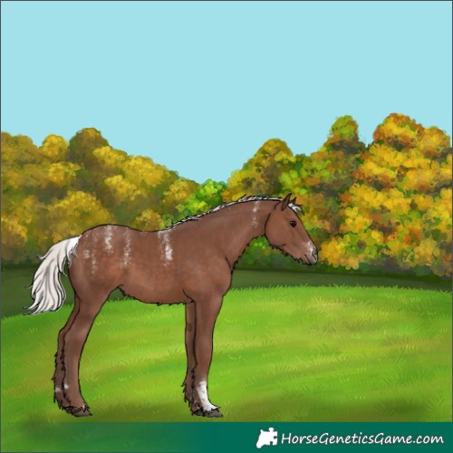 Horse Color:Powder White Silver Black 