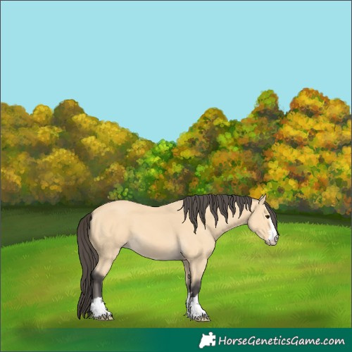 Horse Color:Buckskin 