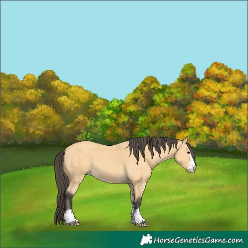Horse Color:Buckskin 