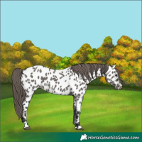 Horse Color:Grullo Appaloosa 