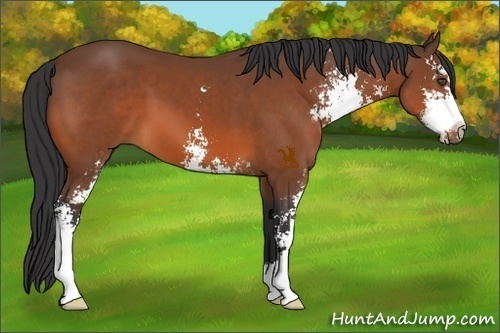 Horse Color:Bay Sabino 