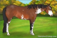 Horse Color:Bay Sabino