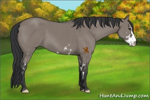 Horse Color:Grullo Sabino Frame 