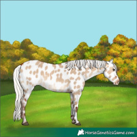 Horse Color:White Spotted Silver Bay Dun Appaloosa 
