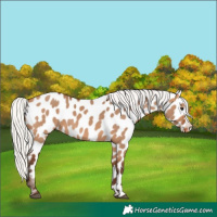 Horse Color:Silver Bay Dun Near Leopard 