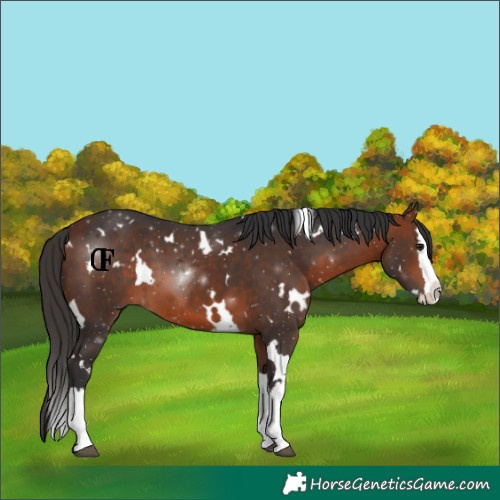 Horse Color:White Spotted Bay Splash 