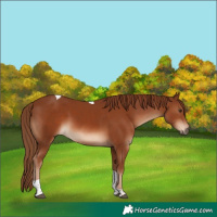 Horse Color:Chestnut Tobiano