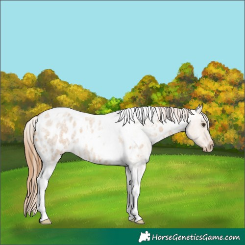Horse Color:Red Dun Roan Tobiano Appaloosa
