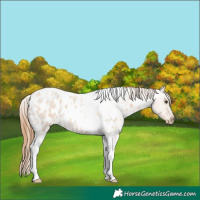 Horse Color:Red Dun Roan Tobiano Near Leopard