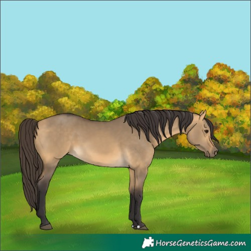 Horse Color:Buckskin Dun
