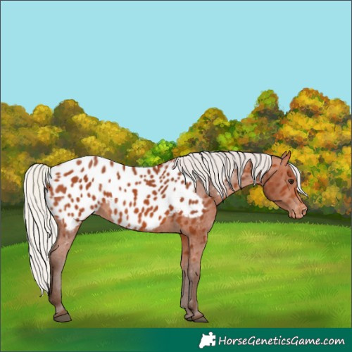 Horse Color:Silver Bay Appaloosa 