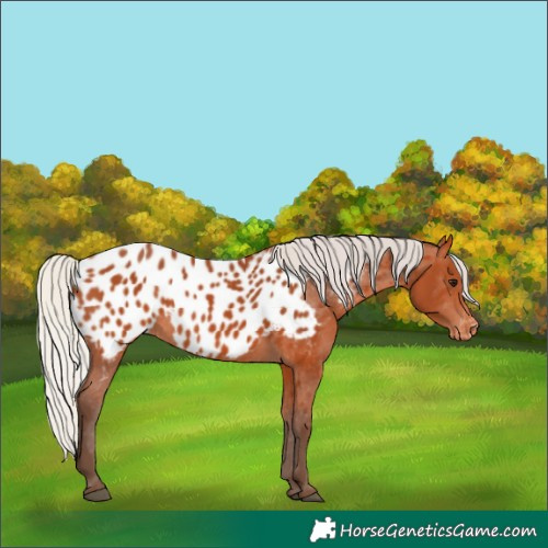 Horse Color:Silver Bay Appaloosa 