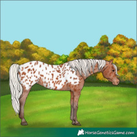 Horse Color:Silver Bay Appaloosa 