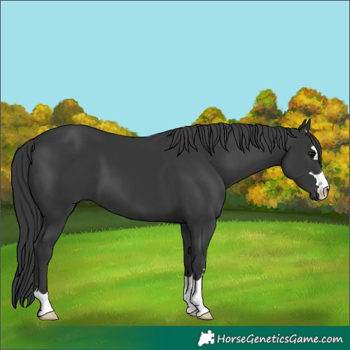 Horse Color:Black 