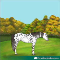 Horse Color:Gray Liver Chestnut Frame Appaloosa