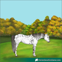 Horse Color:Gray Liver Chestnut Frame Appaloosa 