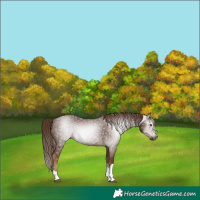 Horse Color:Gray Chestnut